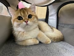 -美联众合动物医院·24h转诊中心
