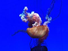 -上海海洋水族馆