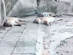 -荆州中山公园动物园