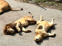 -大连森林动物园