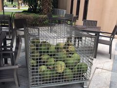 -海南椰子鸡餐厅(三亚湾红树林店)