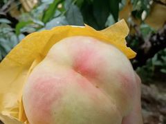 -老袁家蜜桃农场·阳山水蜜桃