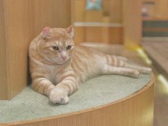 小可爱-CAT’S MEWSTAR CAFE·喵星球猫屋(晴湾咖啡店)