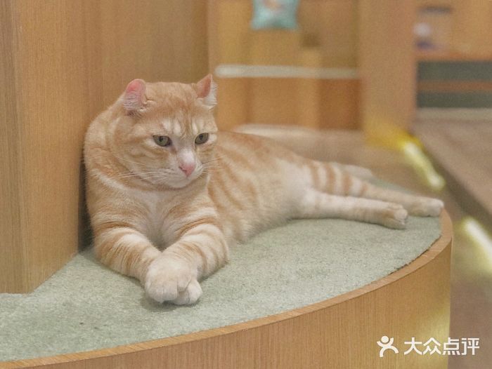 CAT’S MEWSTAR CAFE·喵星球猫屋(晴湾咖啡店)小可爱图片