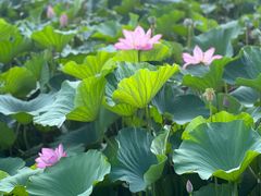 -荷塘月色湿地公园·向阳花洲