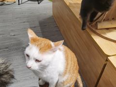 -猫亿天猫咖