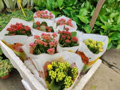 -桂林市花鸟市场