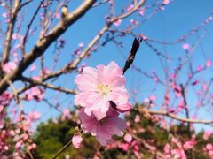 -石家庄市植物园