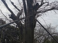 -上海佘山国家森林公园天马山园