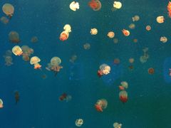 -福州罗源湾海洋世界旅游区