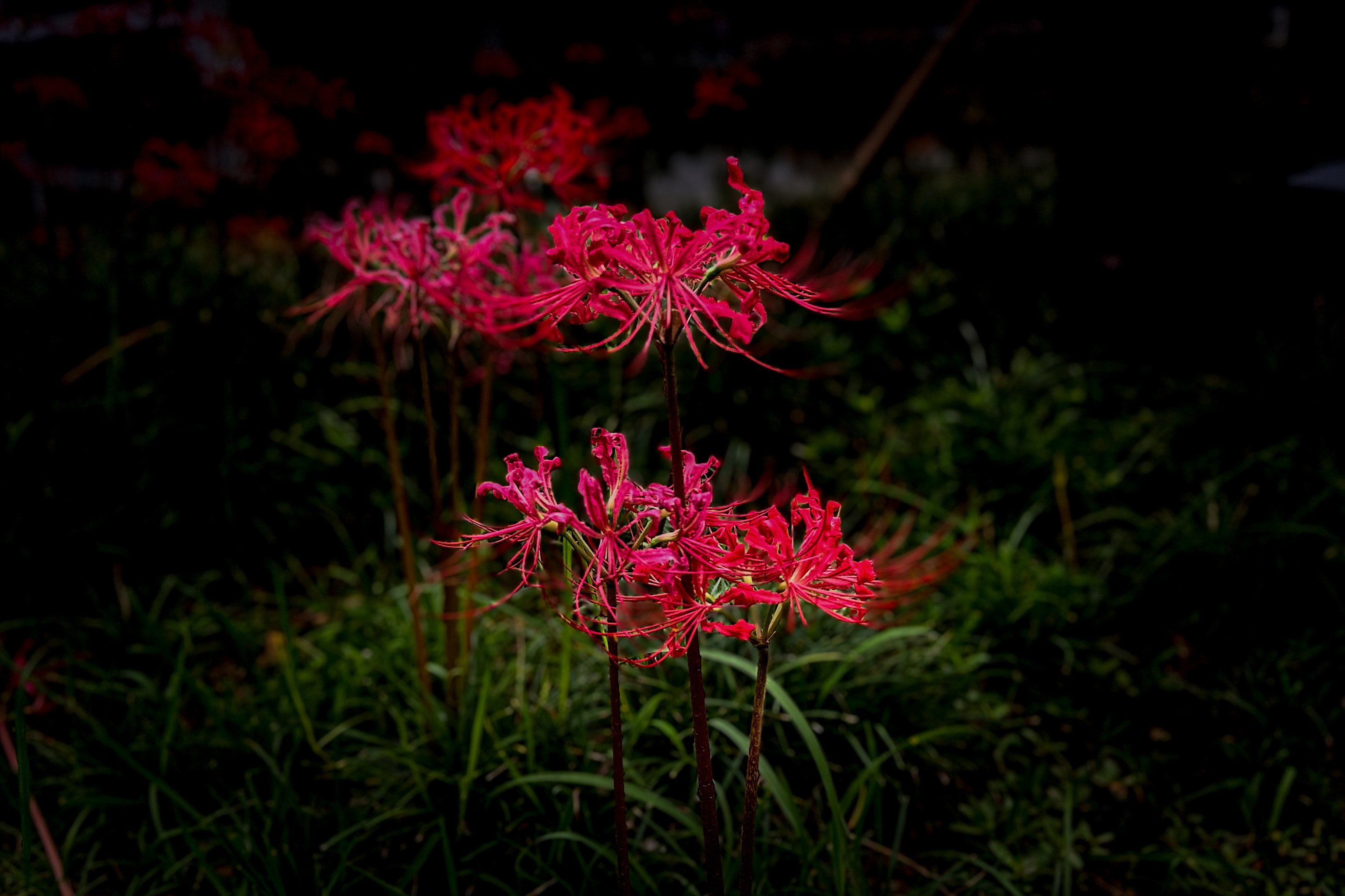 曼珠沙华,花开彼岸,情牵千里