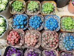 -桂林市花鸟市场