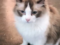 -喵屿·大理花园猫咖