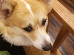 -豆柴町-柴犬主题狗咖(红鼎国际C座店)