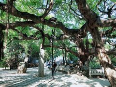-小洲村