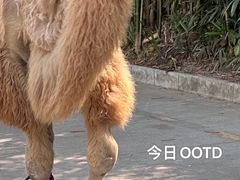 -深圳野生动物园
