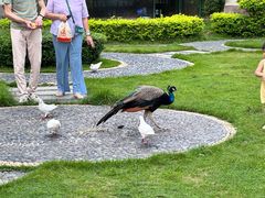 -惠州金海湾嘉华度假酒店