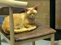 -Heymao猫咖.咖啡厅(东门店)
