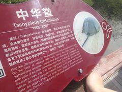 -北海金海湾红树林生态旅游区