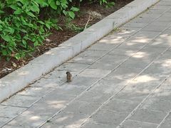 -长春公园(普阳街道)