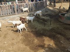 -石家庄市动物园