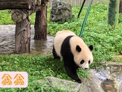 -卧龙中华大熊猫苑神树坪基地