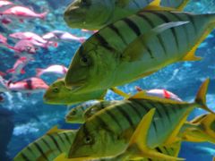 -大连圣亚海洋世界