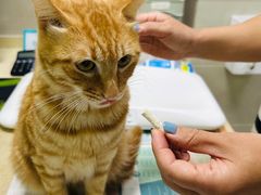 -艾贝尔宠物诊疗