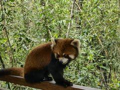 -普洱太阳河森林公园