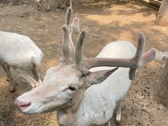 -石家庄市动物园