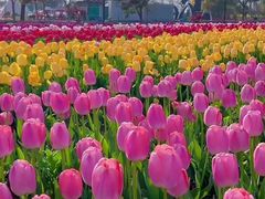 -荷兰花海
