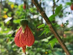 -中国科学院西双版纳热带植物园