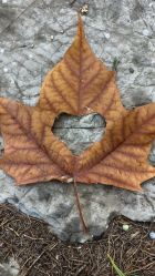 -五洲金行FIDIMO(五洲黄金大厦店)