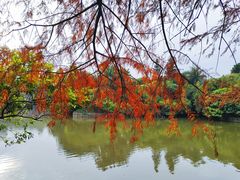 -深圳仙湖植物园
