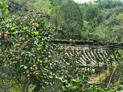 -四季轩中餐厅(徐州开元名都大酒店)