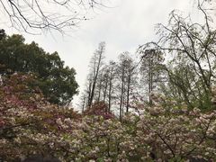 -武汉大学-樱园