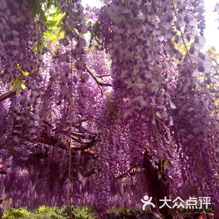 嘉定紫藤園圖片-北京公園-大眾點評網