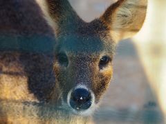 -泉州海丝野生动物世界