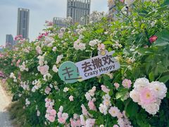 -南京国际青年文化中心