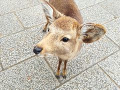 -奈良公园