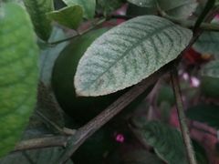 -南通洲际绿博园