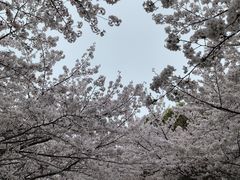-高东镇樱花园