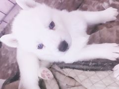 -喵百万·布偶·蓝金金渐层英短·猫舍(百子湾店)