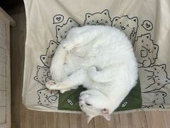 -李小姐の猫咖啡馆(五角场店)