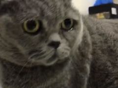 -安安宠医·安宠宠物医院