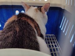 -天使宠物医院·犬猫分诊(彩虹店)