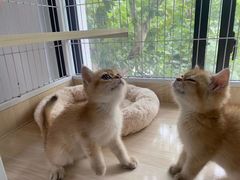 -Bastet sally猫舍购宠(静安店)