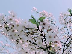 -顾村公园