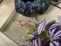 -酷以爬仙阁实体爬宠店·守宫·蜥蜴·专业繁育