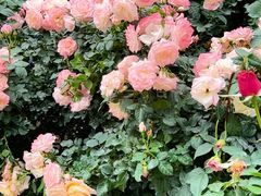 -人民公园(罗湖区)